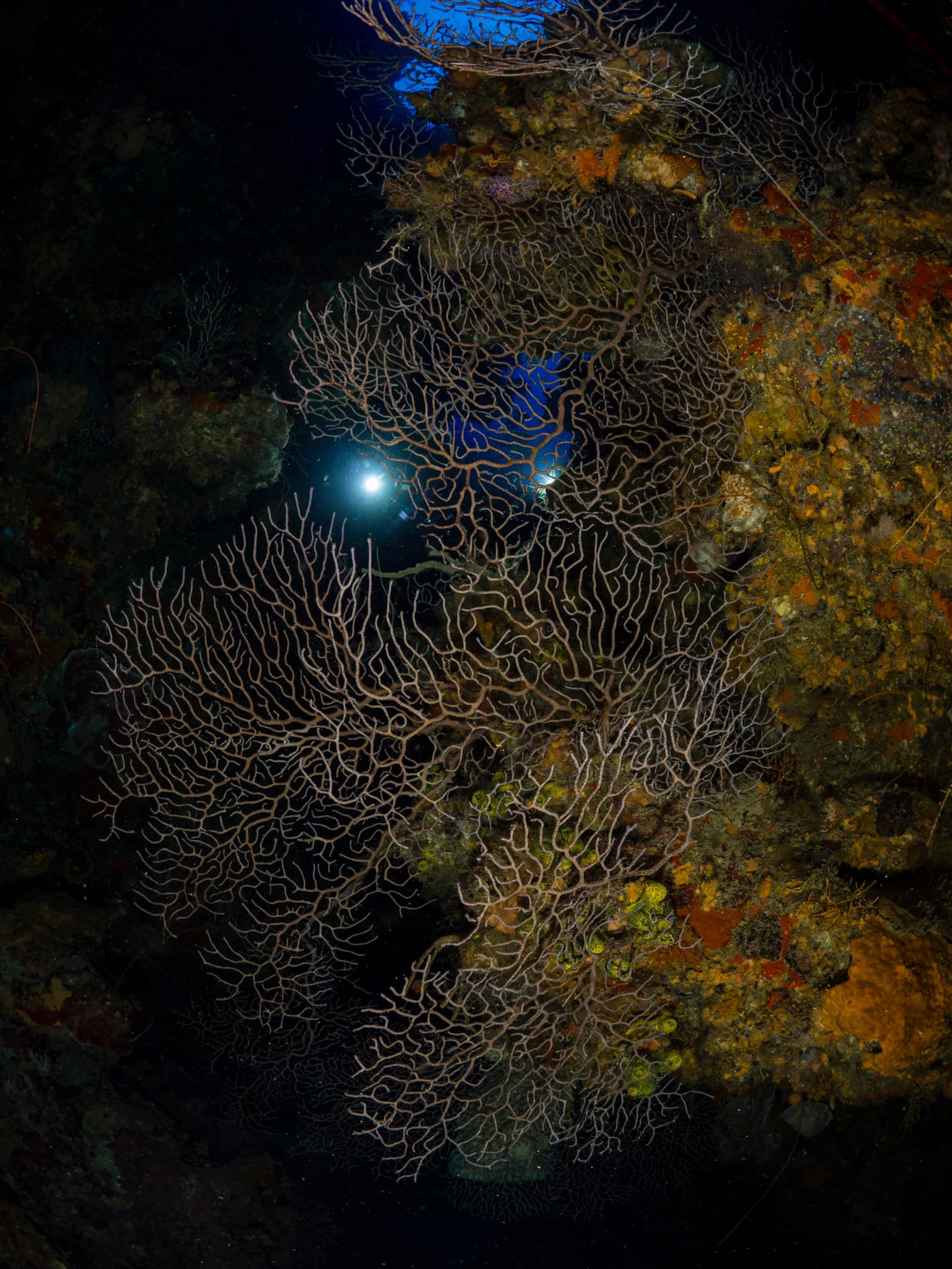Faro Luna Diving Center