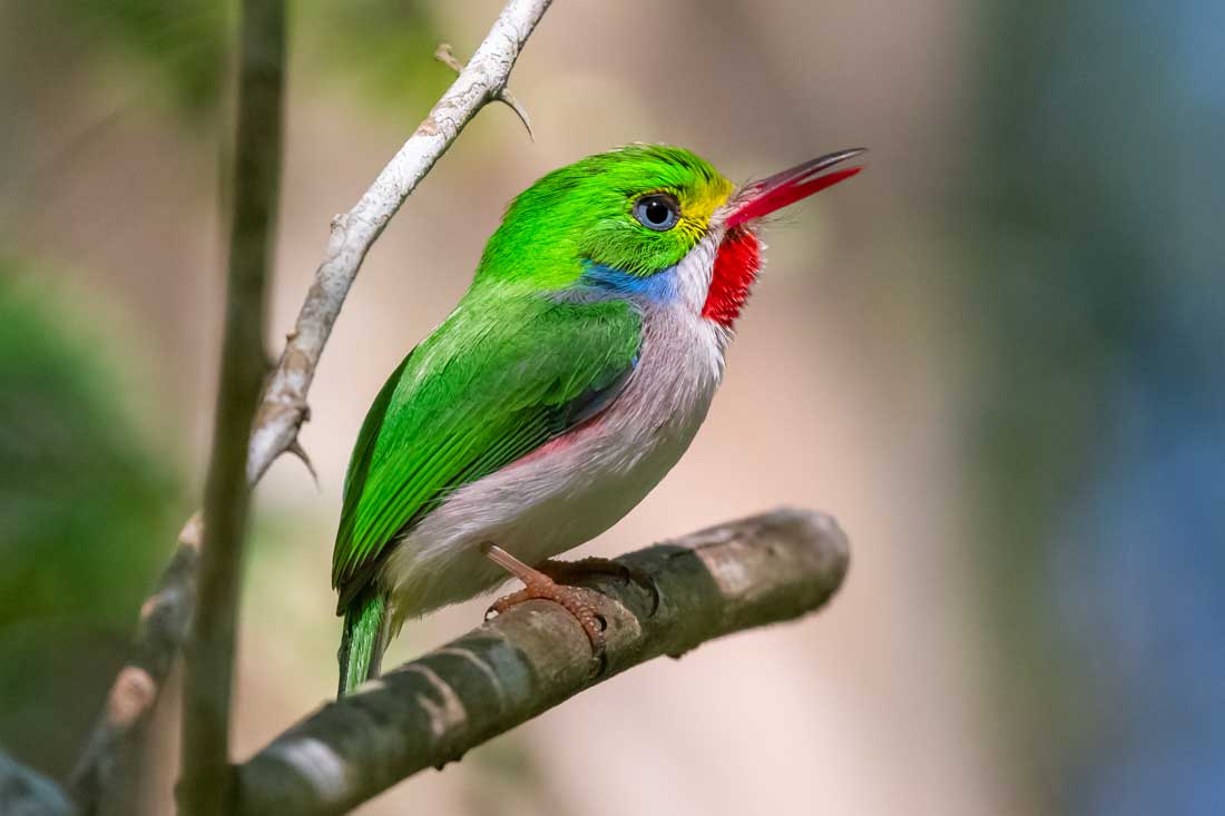 Sierra del Rosario, primera Reserva de la Biosfera en Cuba