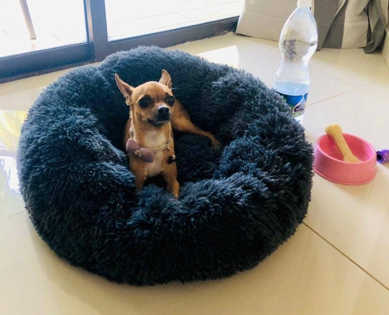 Pet Friendly by Meliá: Primeras experiencias anuncian el éxito