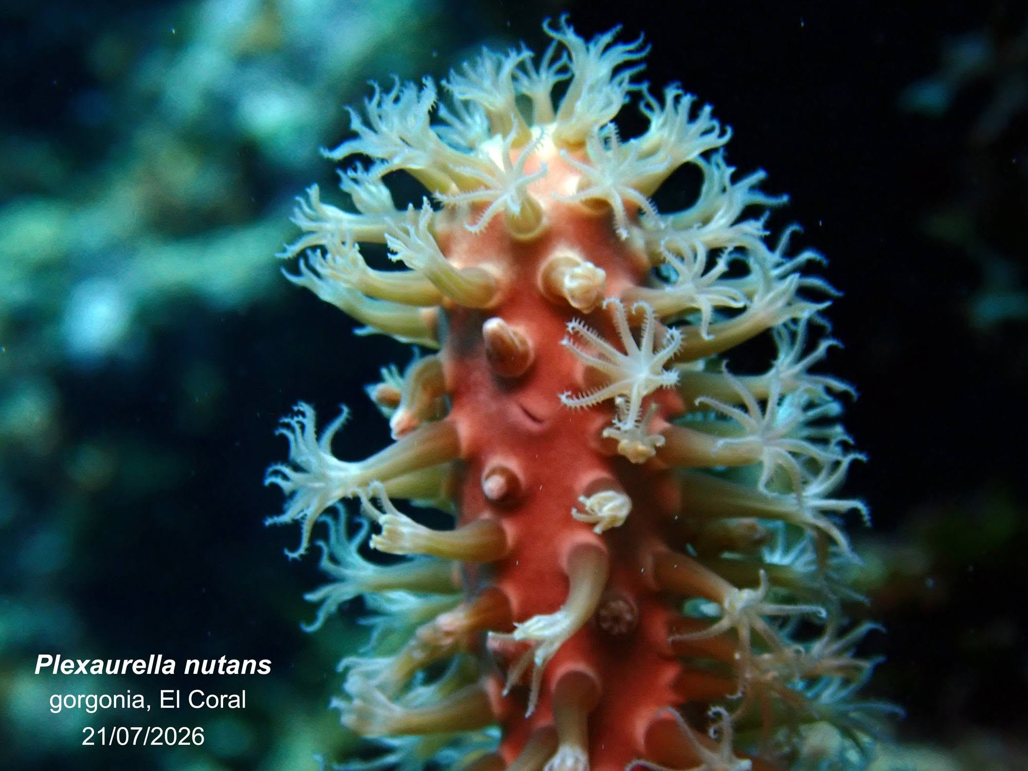 Playa Coral, una revelación para los viajeros  